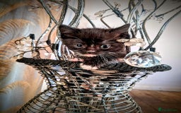 Maine Coon cats for sale: Exceptional Maine Coon x BSH Kittens Available Now - Image 7