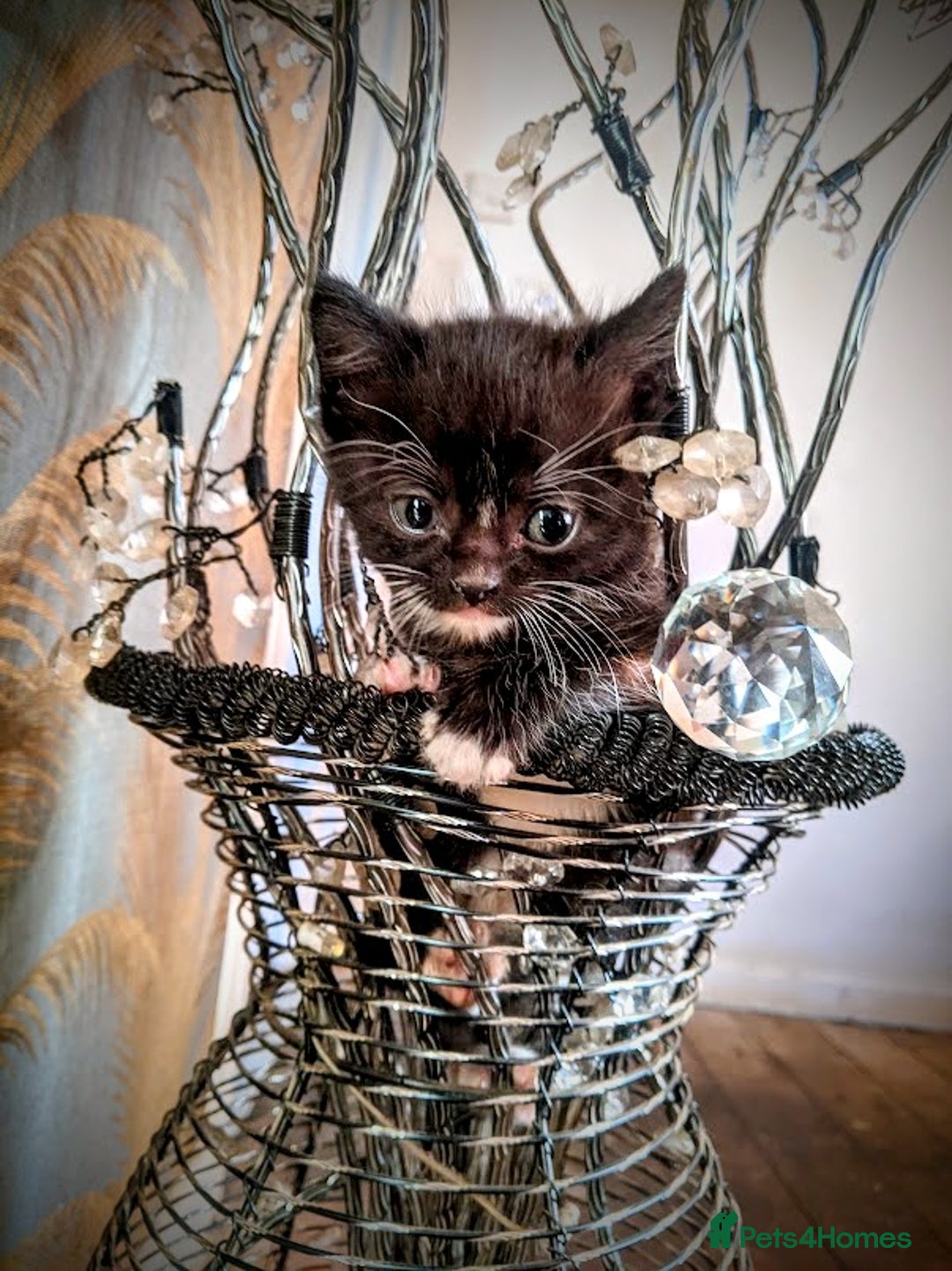 Maine Coon cats for sale: Exceptional Maine Coon x BSH Kittens Available Now - Image 7