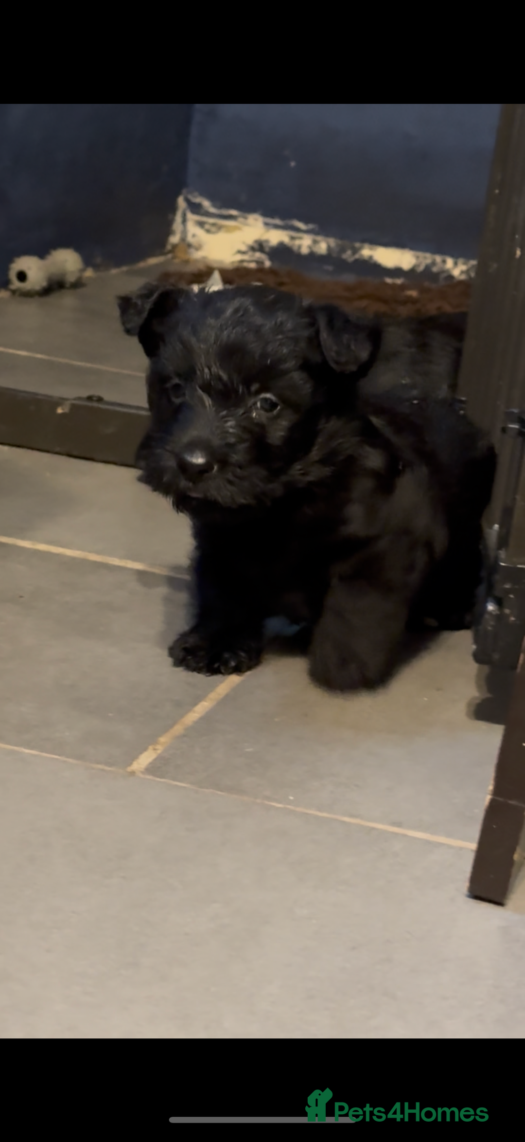 Scottish Terrier dogs for sale: Gorgeous Scottish terrier puppies - Image 3