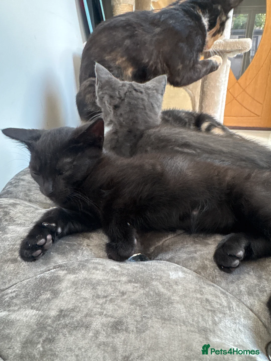 Domestic Shorthair cats for sale: Two 10 week kittens with Mother  - Advert 2