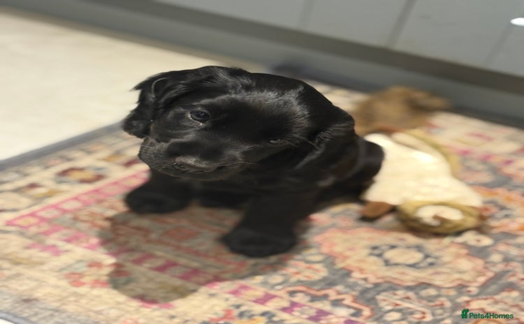 Cocker Spaniel dogs - Advert 15