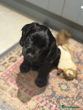 Cocker Spaniel dogs - Advert 6