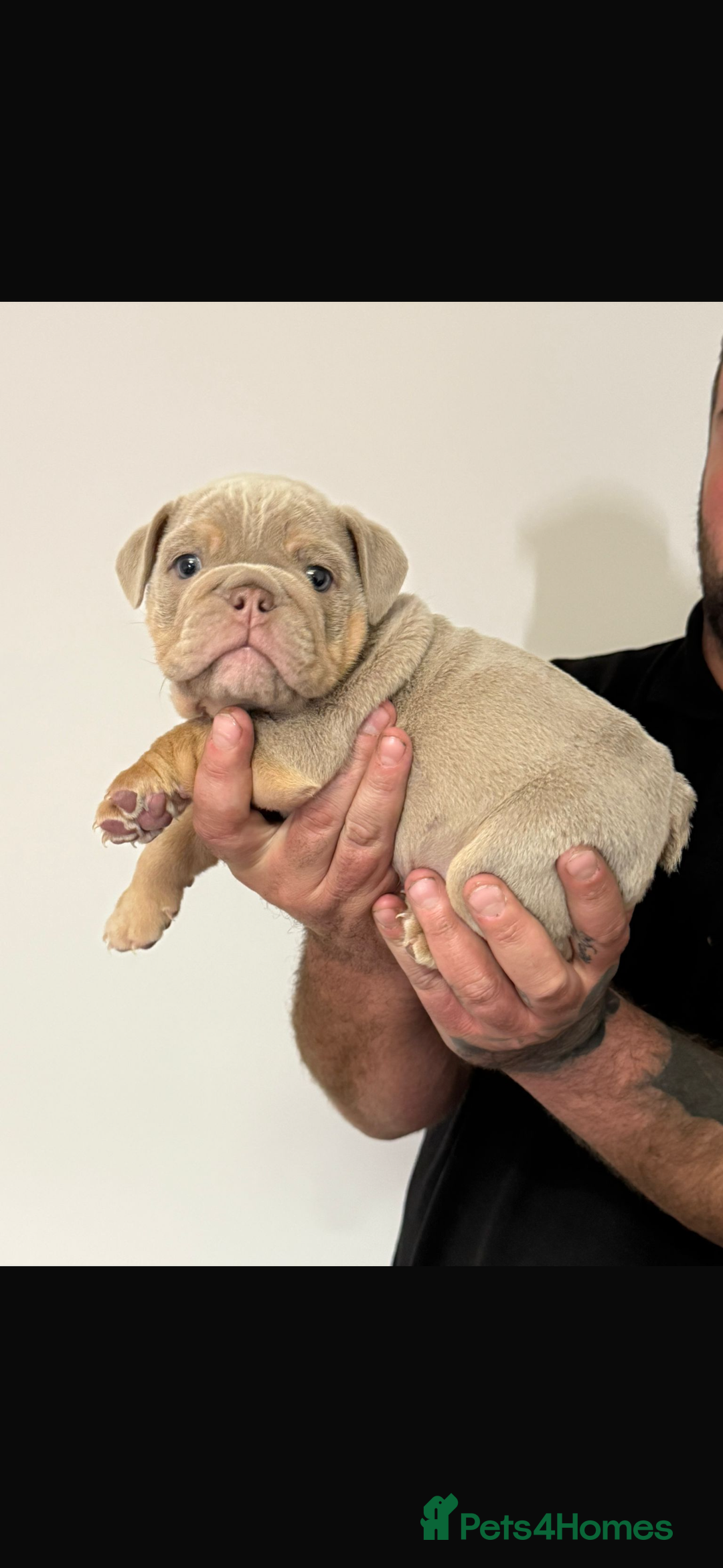 English Bulldog dogs for sale: Fully Suited Lilac & Tan boys  - Image 10