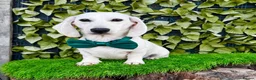 Miniature Dachshund dogs for sale: Pure White GHOST dachshunds - Advert 8