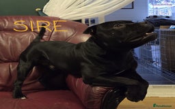 Staffordshire Bull Terrier dogs for sale: KC Registered Champions Bloodline Show Quality  - Image 21