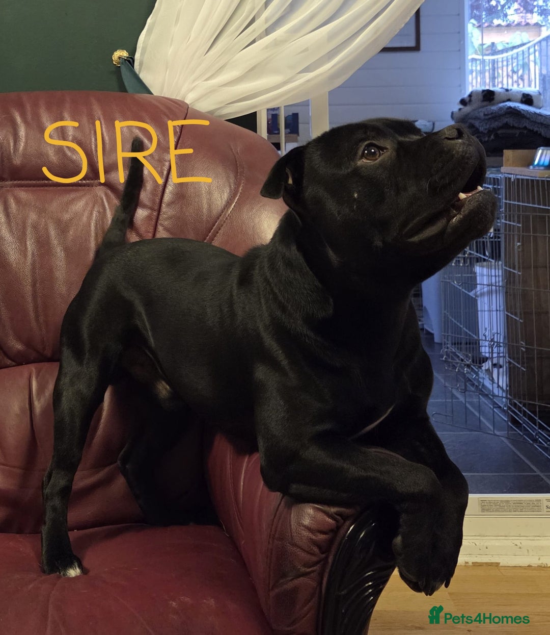 Staffordshire Bull Terrier dogs for sale: KC Registered Champions Bloodline Show Quality  - Image 21