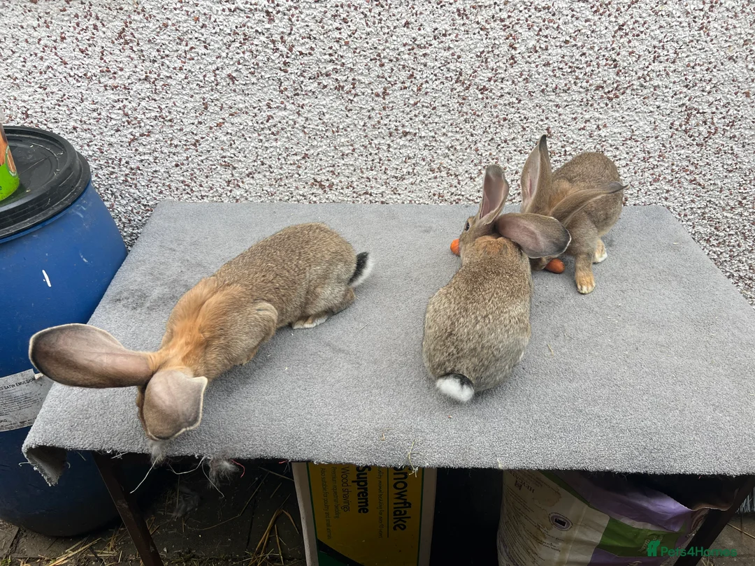 Continental Giant rabbits for sale: Giant continental  - Advert 4