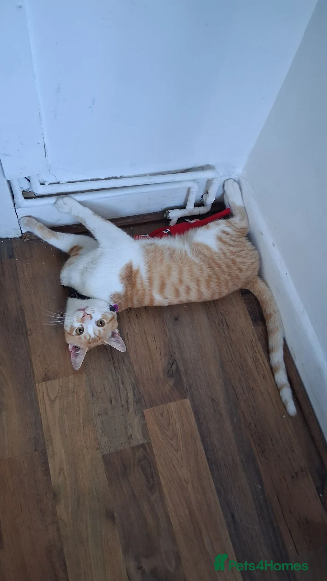 British Shorthair cats for sale: Neutured male orange rescue cat - Advert 2