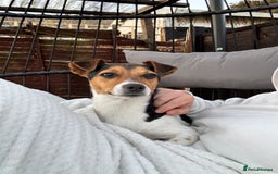 Jack Russell dogs for sale: 2yr old JRT **PLEASE read description** - Image 19