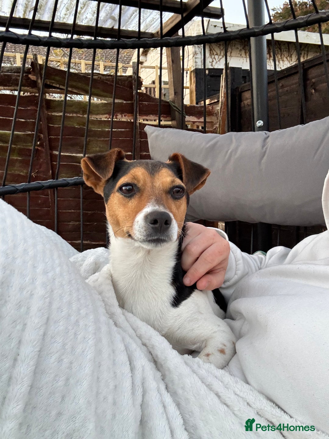 Jack Russell dogs for sale: 2yr old JRT **PLEASE read description** - Image 19