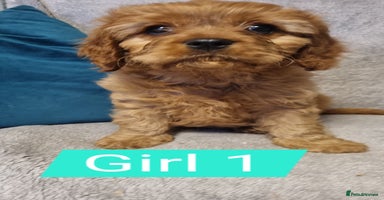 Cavapoo dogs - Advert 17