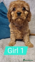 Cavapoo dogs - Advert 4