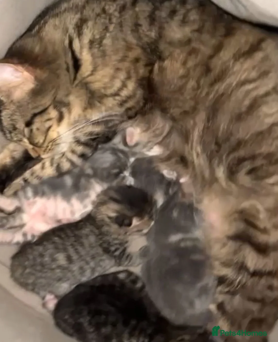 Mixed Breed cats for sale: 2 beautiful kittens💙 - Advert 2