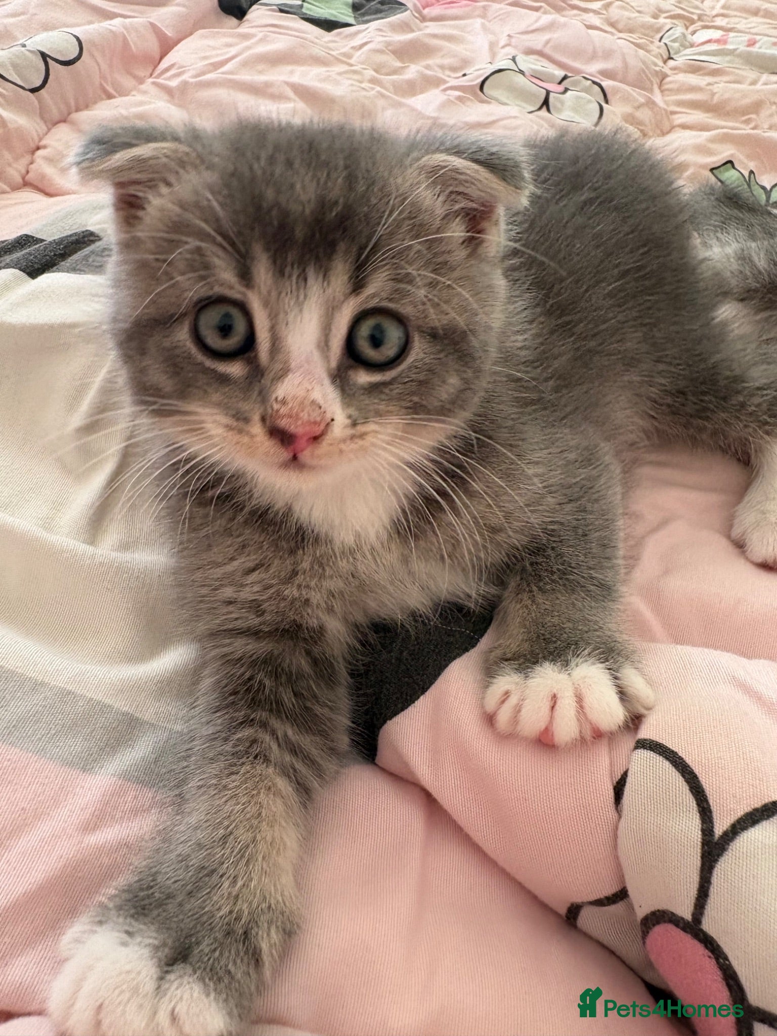 Mixed Breed cats Scottish fold mixed with mixed breed 2 boys  - Advert 1