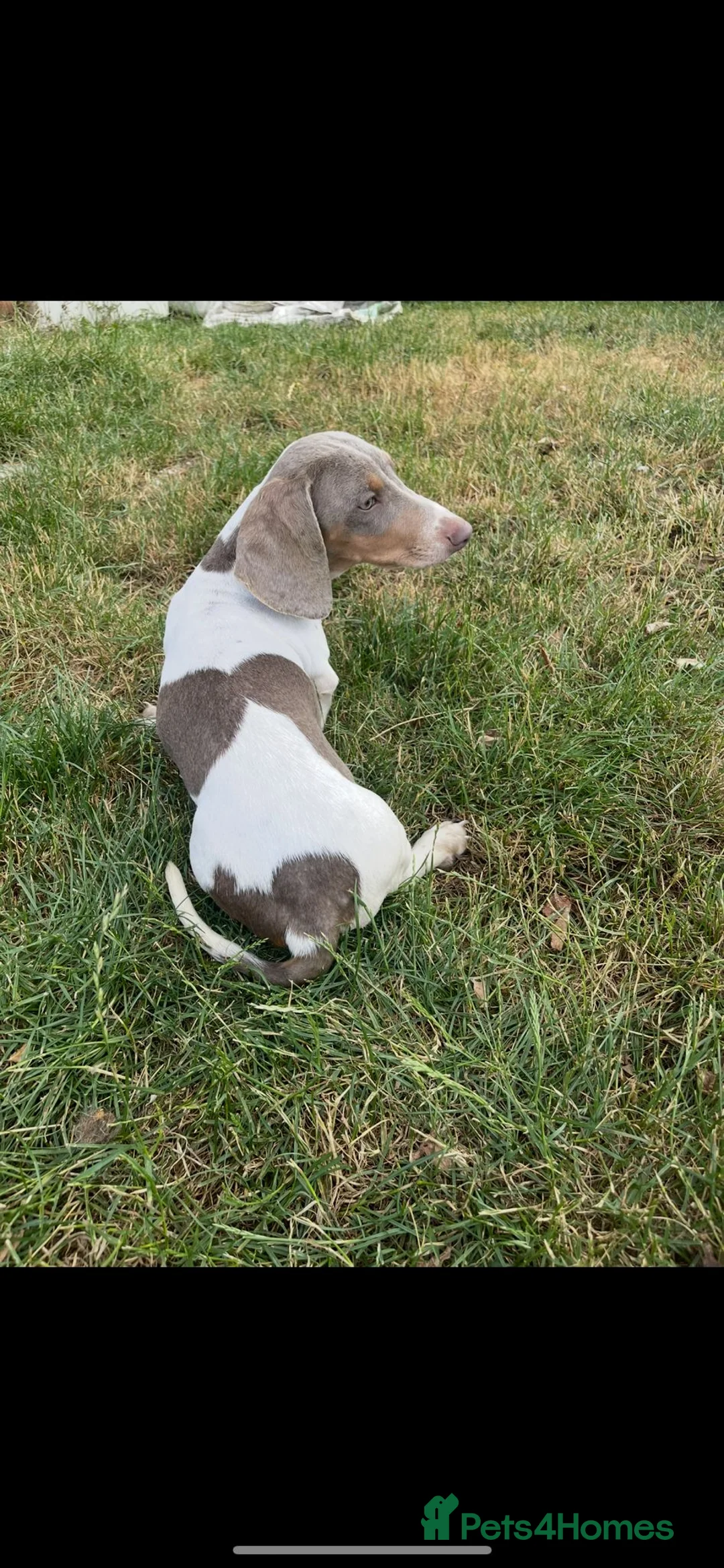 Miniature Dachshund dogs for sale: Miniature dachshund puppies - Advert 3