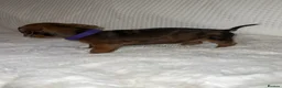 Dachshund dogs for sale: 🐾 Daxie & Chocolate’s Beautiful Puppies ! - Advert 10