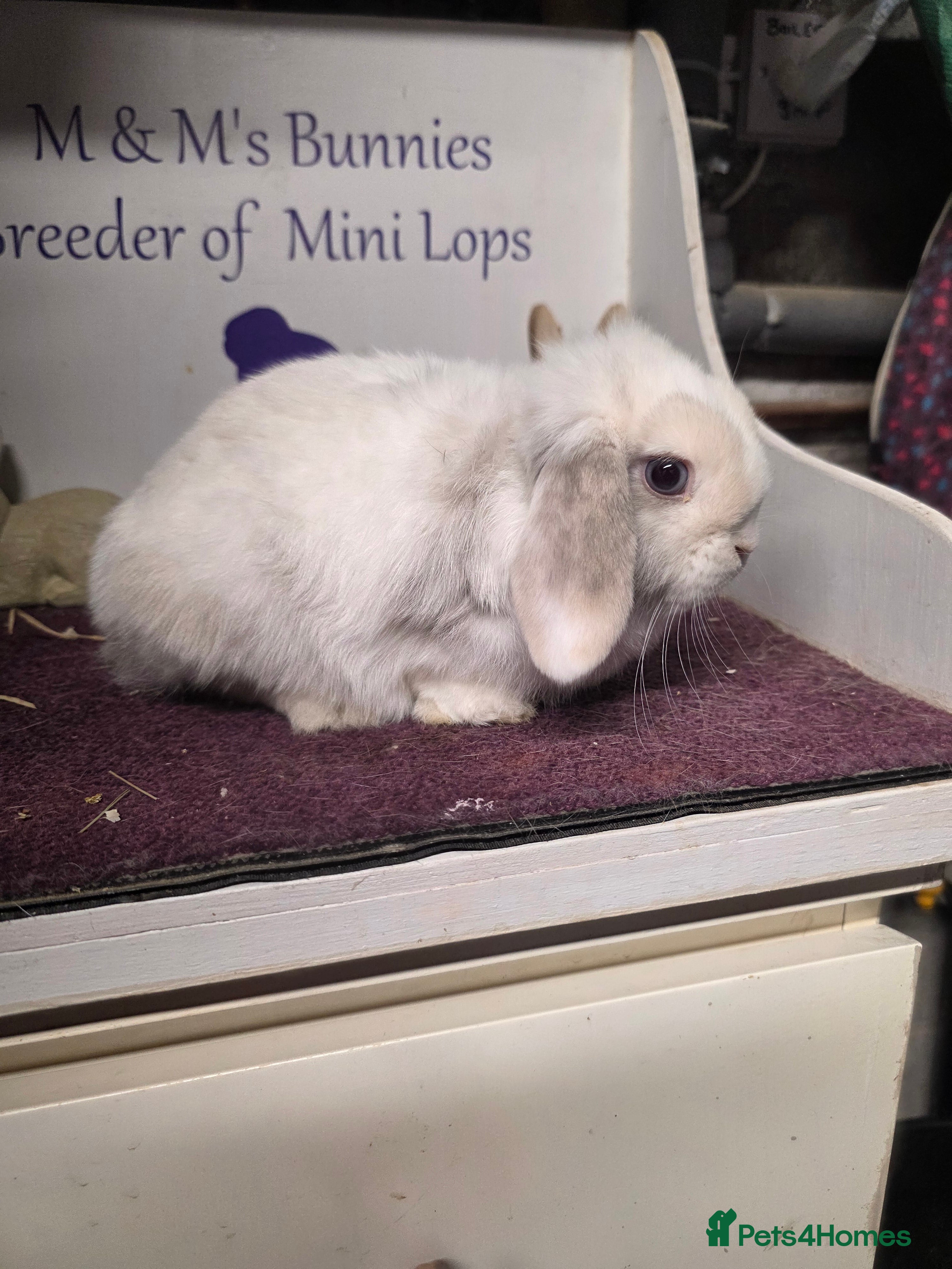 Mini Lop rabbits Mini Lop Lilac Pointed Magpie Doe - Advert 19
