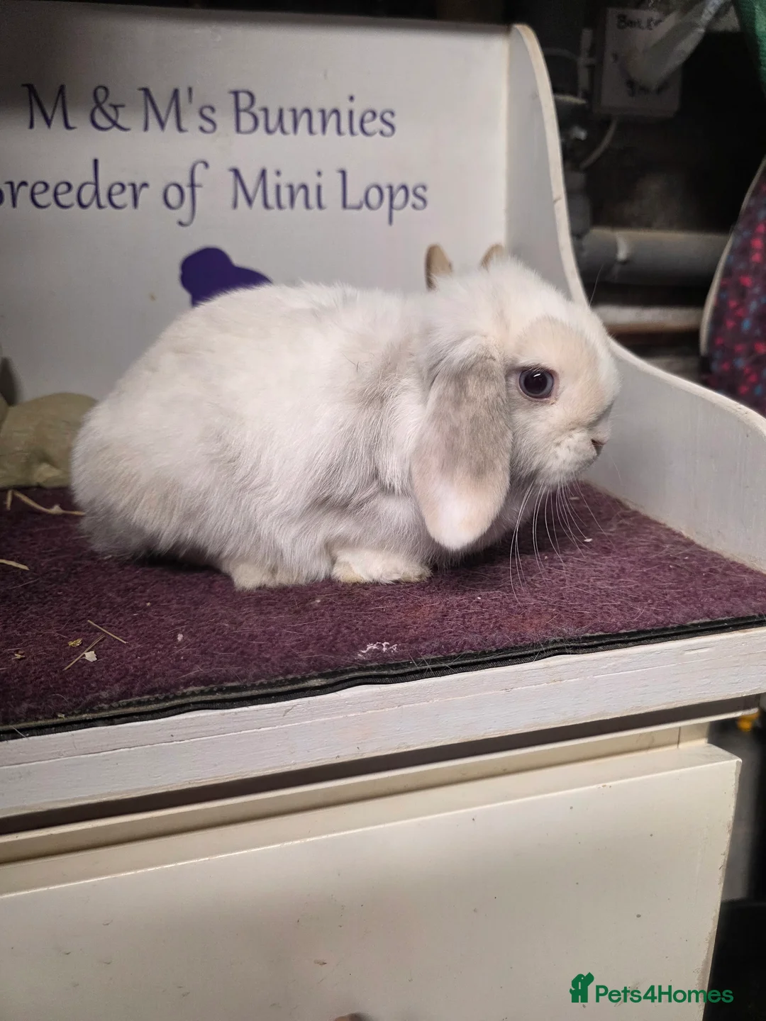 Mini Lop rabbits for sale: Mini Lop Lilac Pointed Magpie Doe - Advert 1