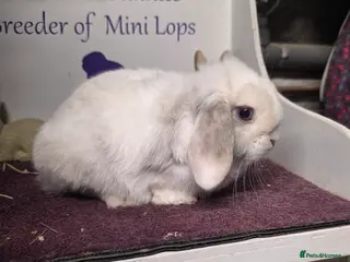 Mini Lop rabbits Mini Lop Lilac Pointed Magpie Doe - Advert 19