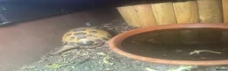 Turtle reptiles for sale: 3 Year old Russian turtle (horsfeild turtle) - Advert 10