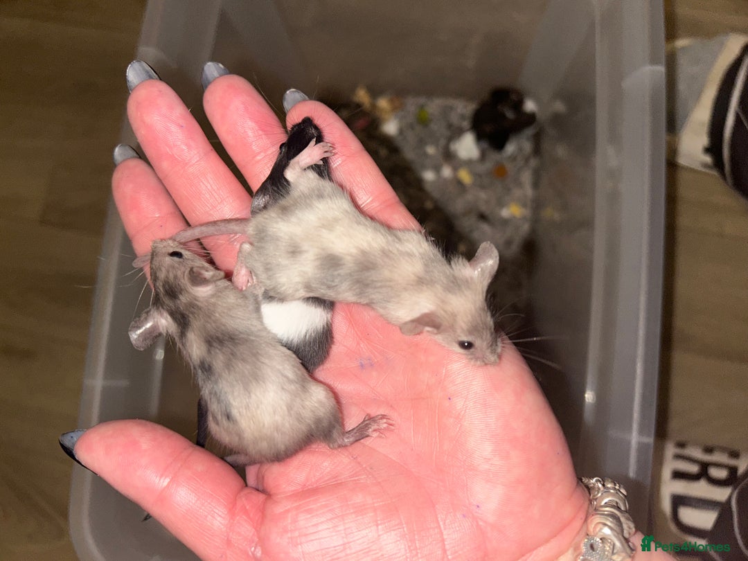 Mouse rodents for sale: Fancy mice 3 boys available  - Image 20