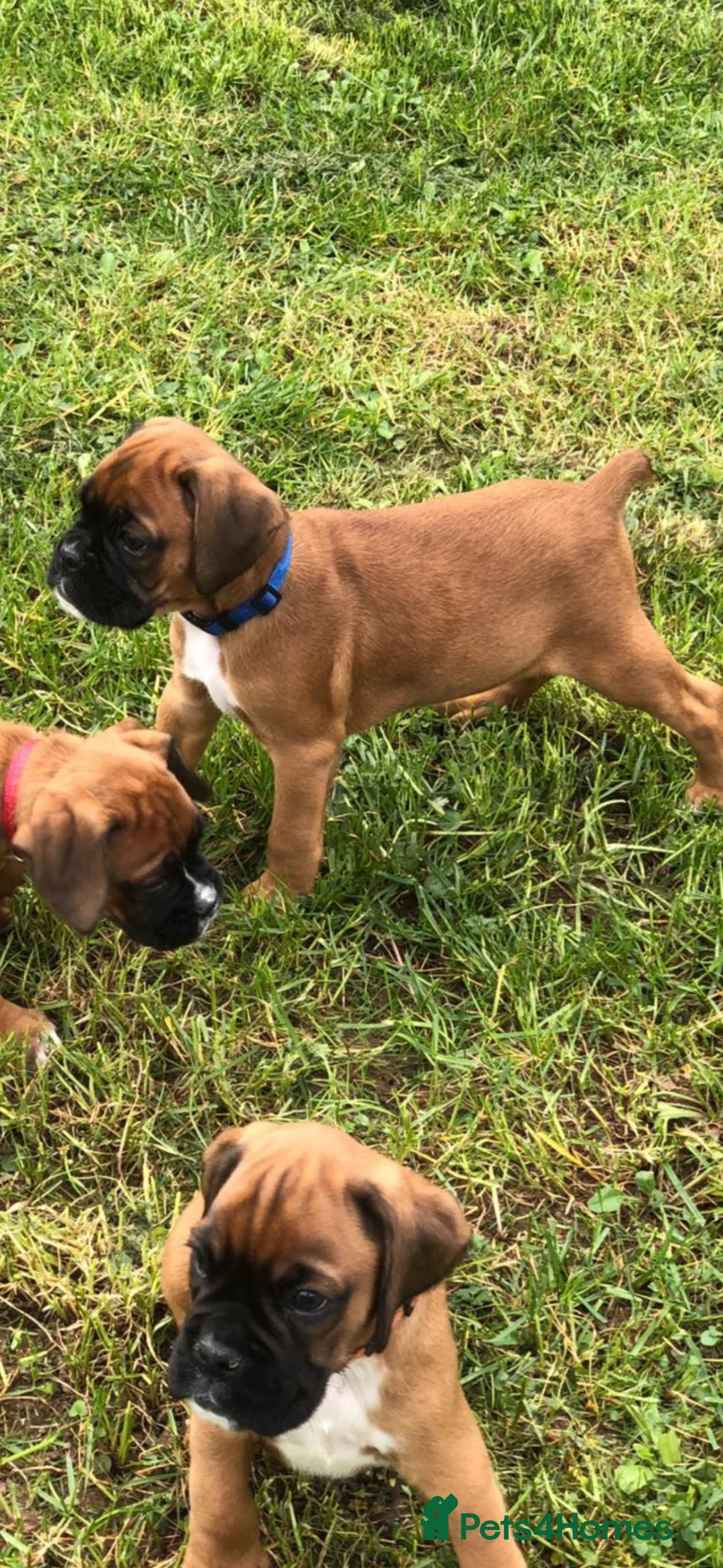 Boxer dogs for sale: Boxer pups  - Advert 2