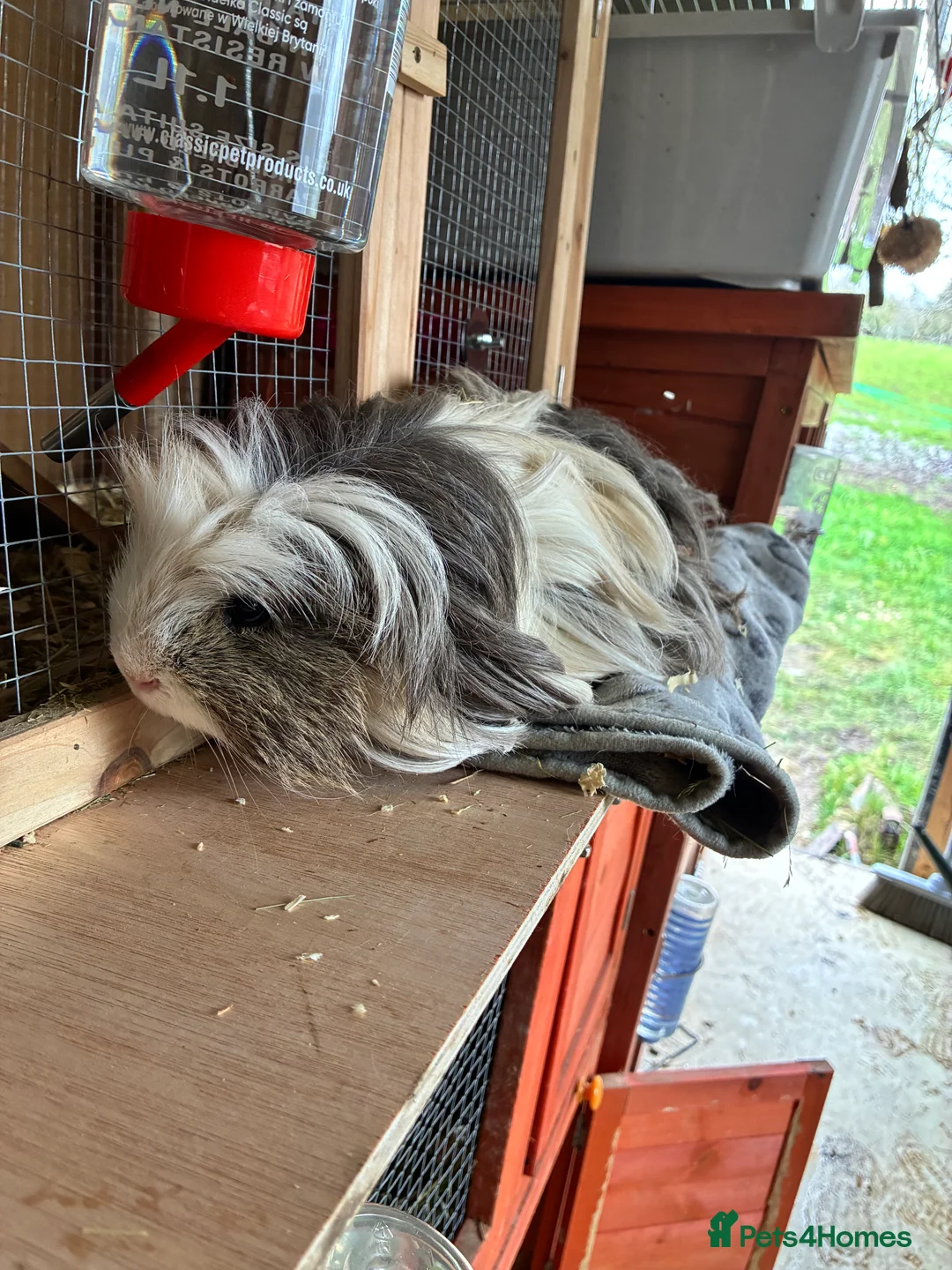 Guinea Pig rodents for sale: Baby pigs for sale !  - Advert 8