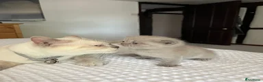 Little Sid 