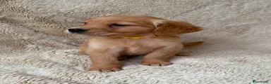 Golden Retriever Puppy 6