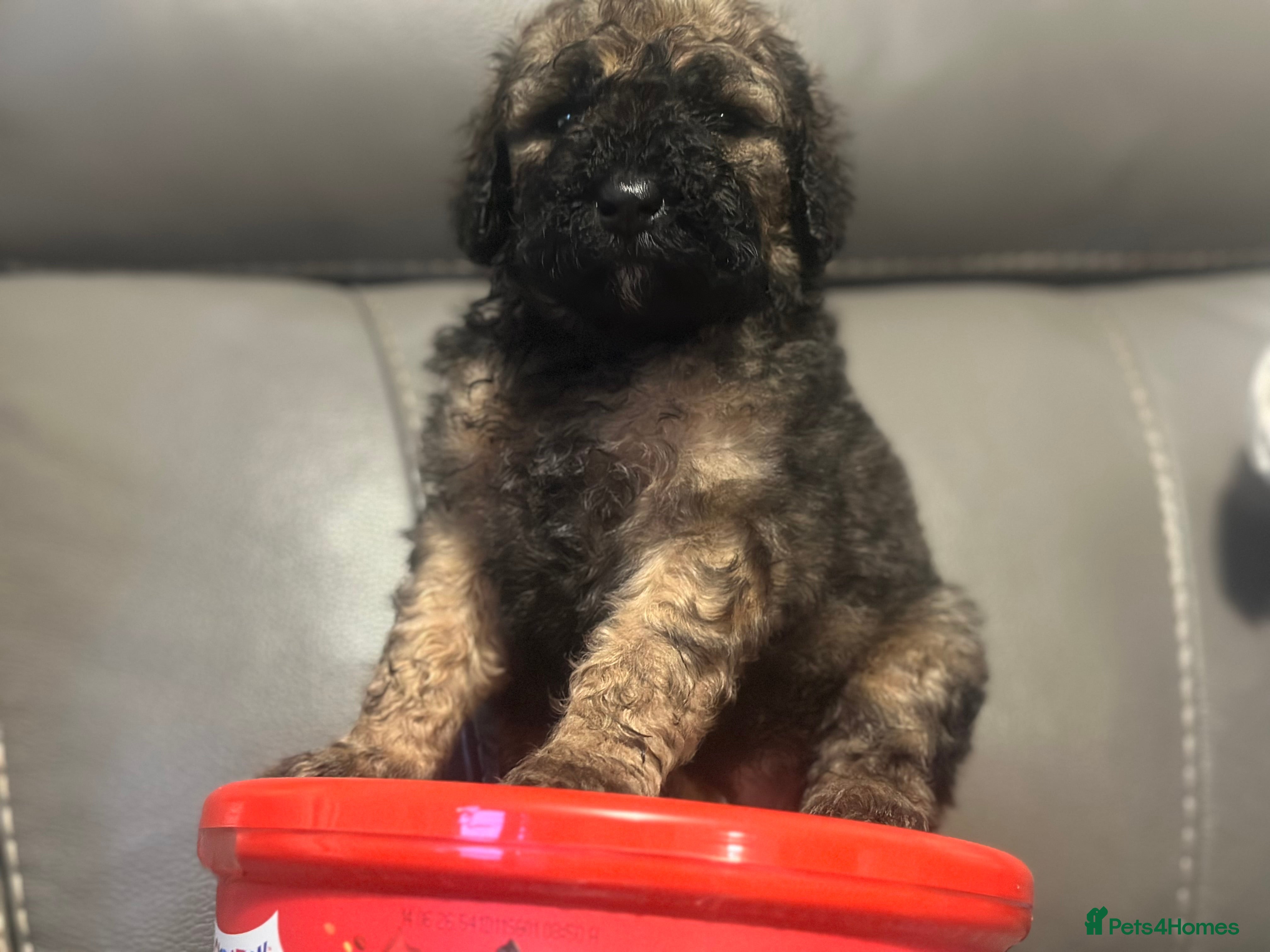 Mixed Breed dogs F1B STANDARD PRA CLEAR STBERNADOODLE - Advert 4