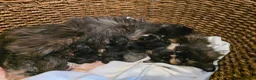 Maine Coon cats for sale: Maine Coon Polydactyl Kittens - Advert 25