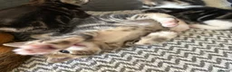Mixed Breed cats for sale: Stunning kittens ♥️🐱🐱🐱 - Advert 11