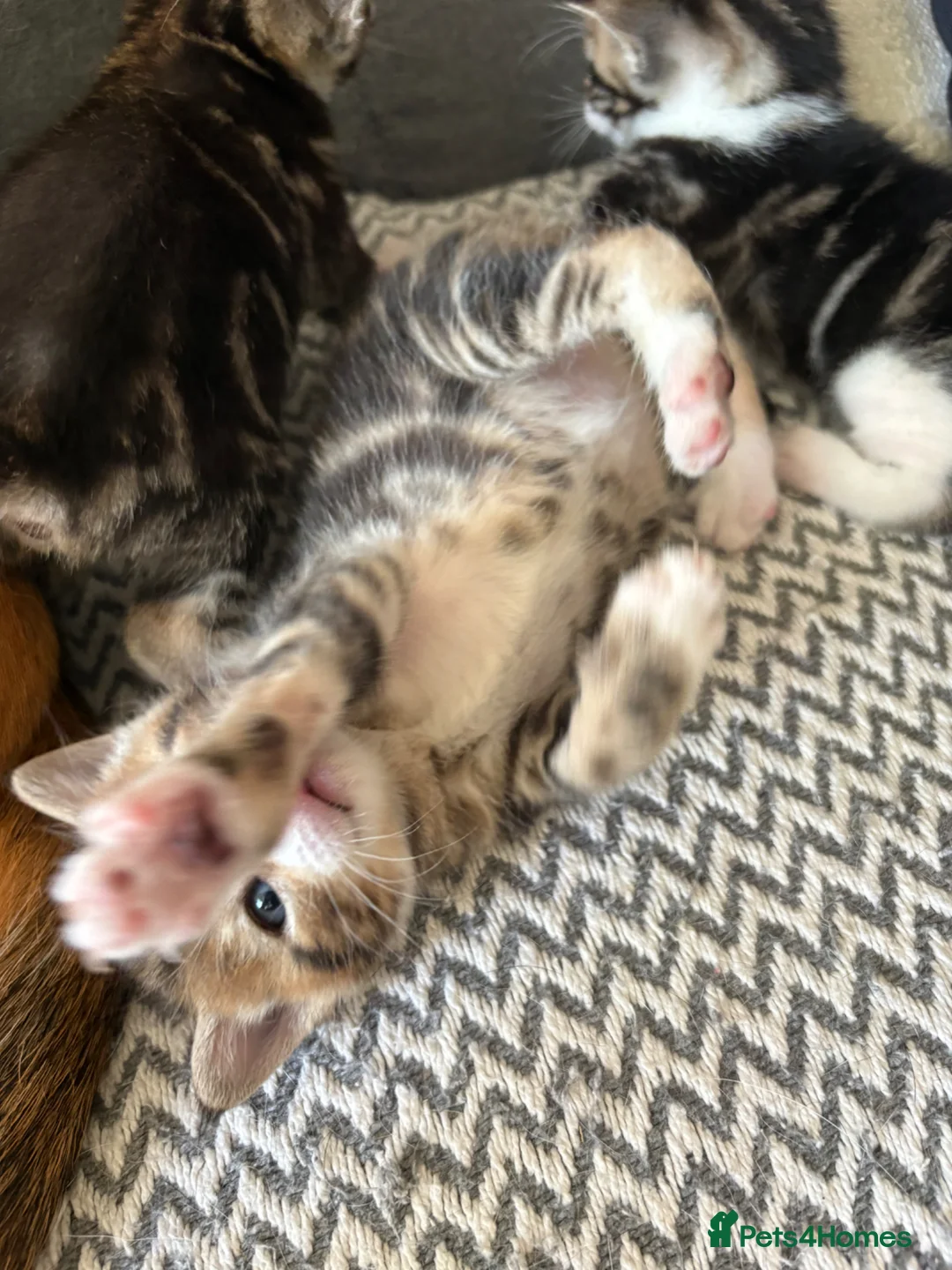 Mixed Breed cats for sale: Stunning kittens ♥️🐱🐱🐱 - Advert 11
