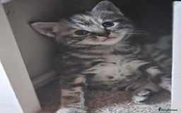 Mixed Breed cats for sale: 5 beautiful kittens - Image 7