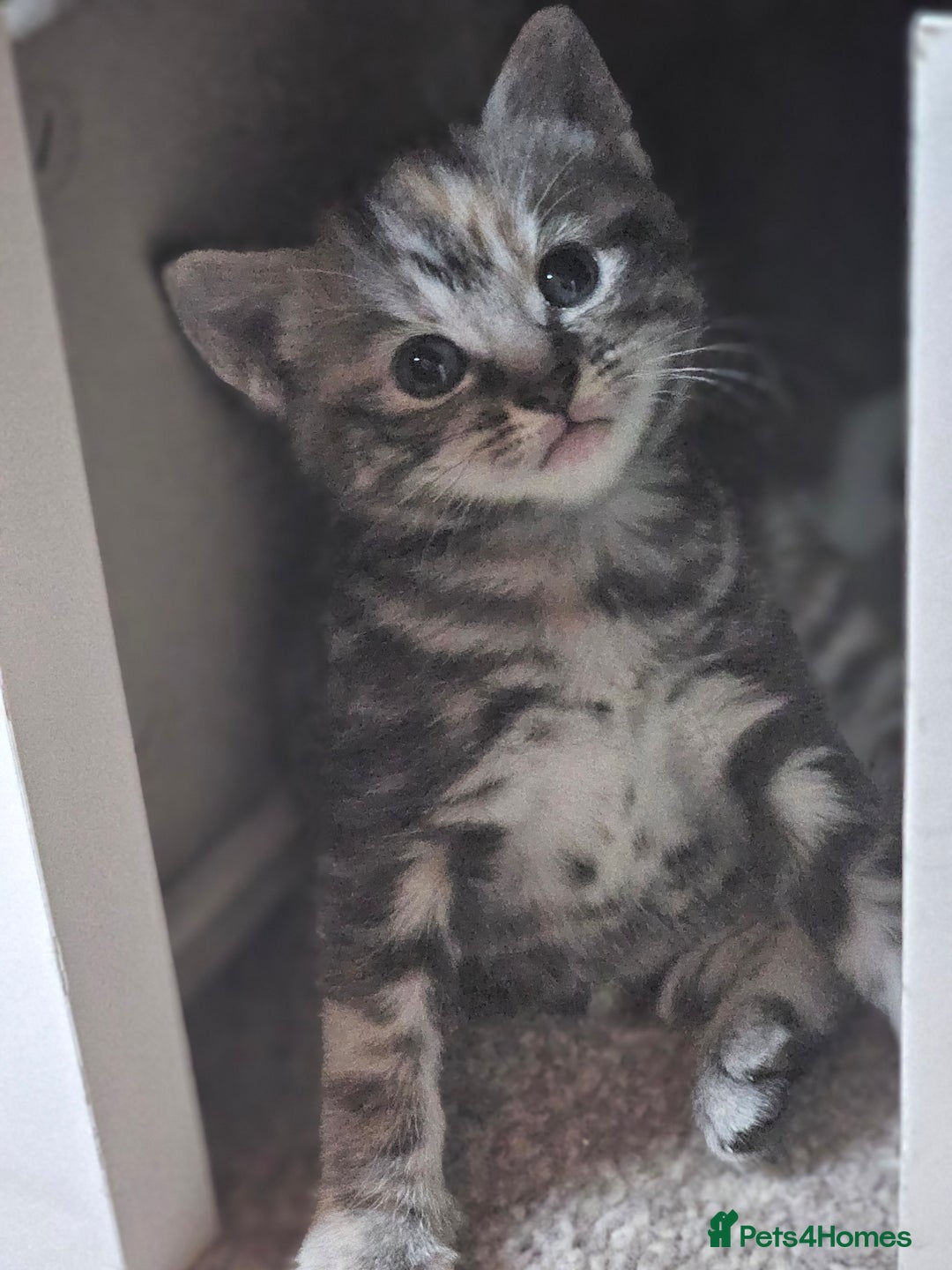 Mixed Breed cats for sale: 5 beautiful kittens - Image 7