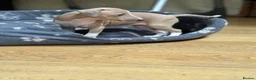 Italian Greyhound dogs for sale: The Most AMAZING colours! - Advert 3