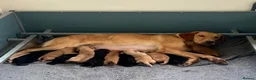 Labrador Retriever dogs for sale: *READY NOW* BLACK YELLOW LABRADOR HEALTH TESTED - Advert 9