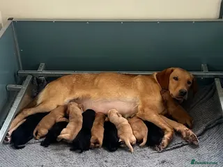 Labrador Retriever dogs KC BLACK FOX RED YELLOW LAB PUPS HEALTH TESTED - Advert 9