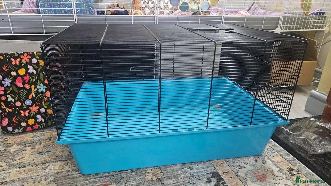 Guinea Pig rodents for sale: Three sows with Complete set up - Advert 16