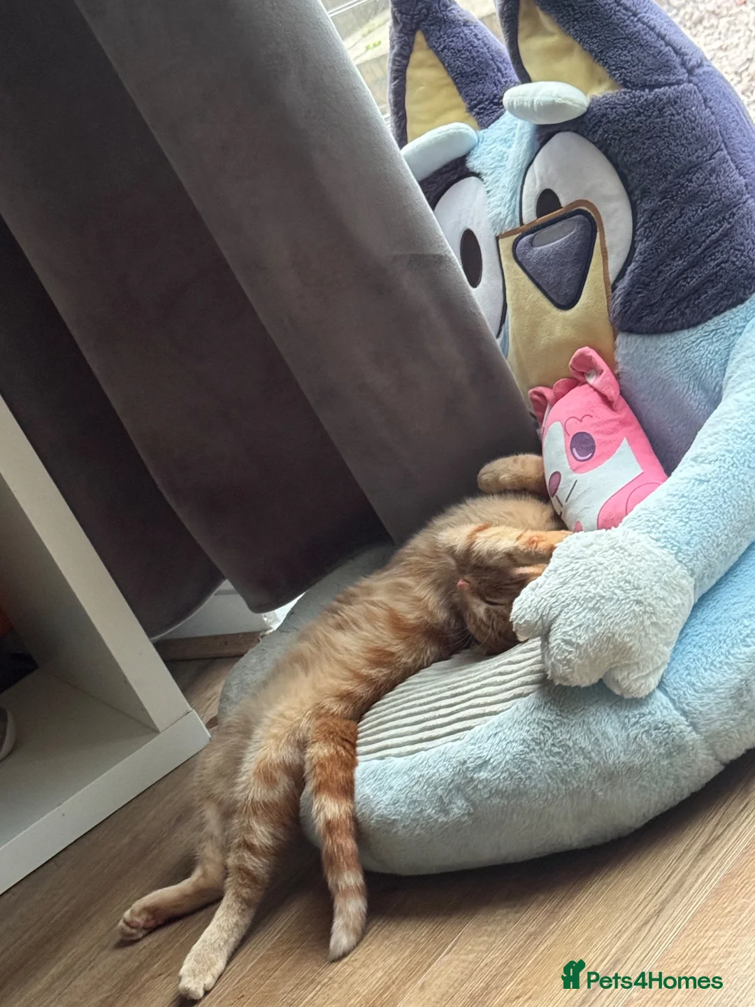 Mixed Breed cats for sale: Rita🧡 - Advert 4