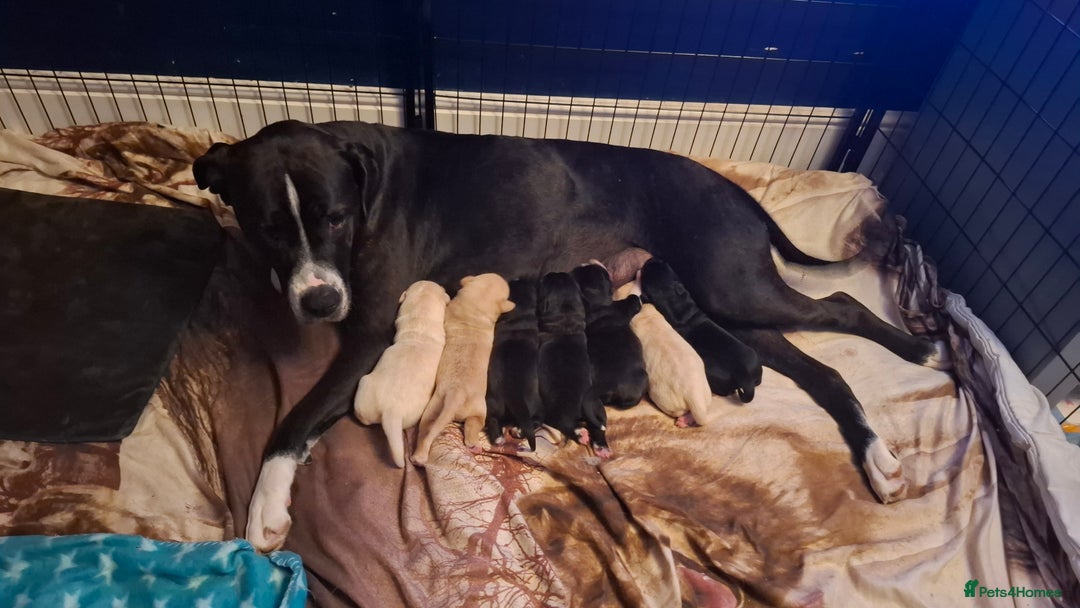 Mixed Breed dogs for sale: Canecorxer cross golden retriever  - Image 14