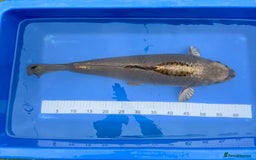 Koi Carp fish for sale: Pond Clearance - Image 5