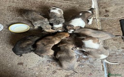 Mixed Breed dogs for sale: Beautifully Bred broken coated Lurcher Puppies - Image 14