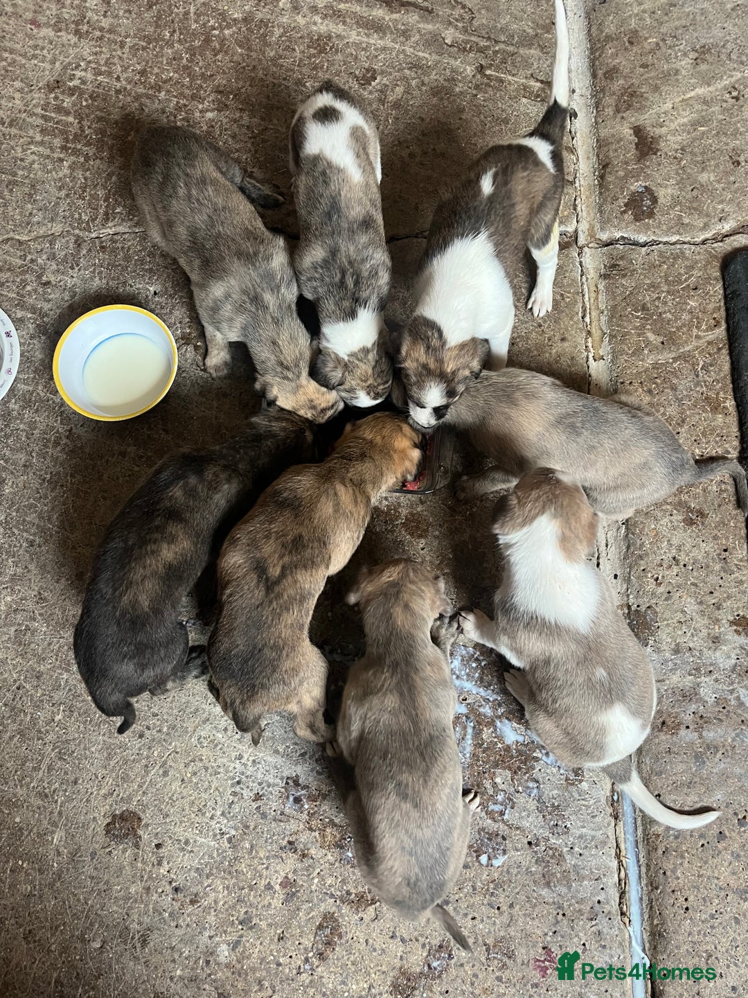Mixed Breed dogs for sale: Beautifully Bred broken coated Lurcher Puppies - Image 14
