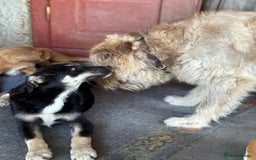 Mixed Breed dogs for adoption: GIZMO - a Lovely young boy for a Loving Home - Image 5