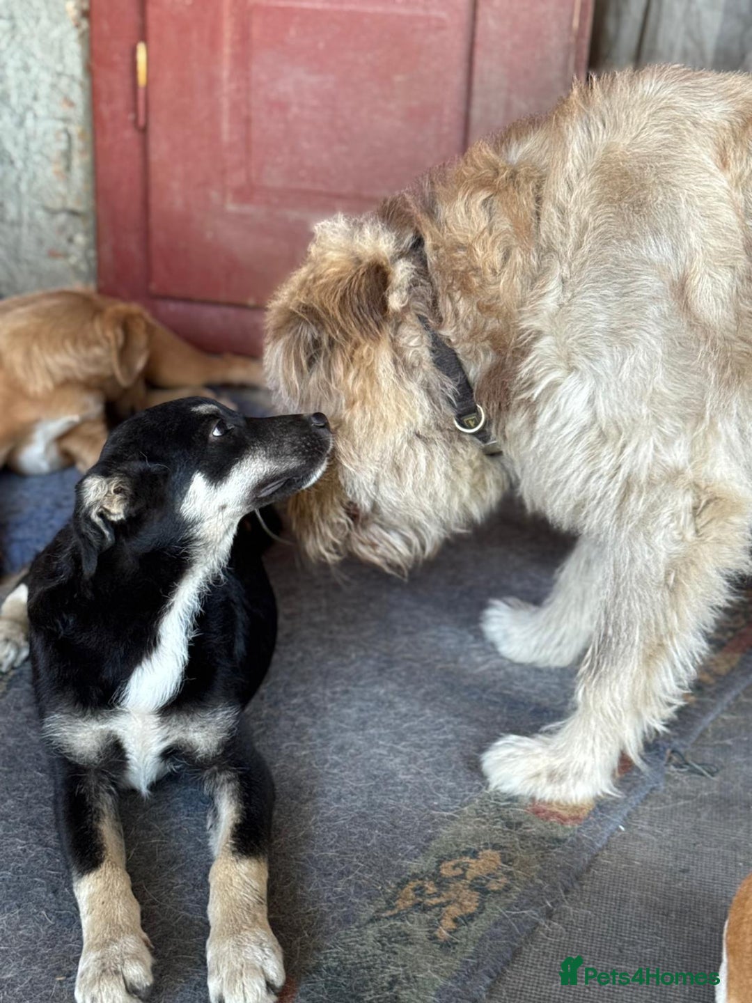 Mixed Breed dogs for adoption: GIZMO - a Lovely young boy for a Loving Home - Image 5