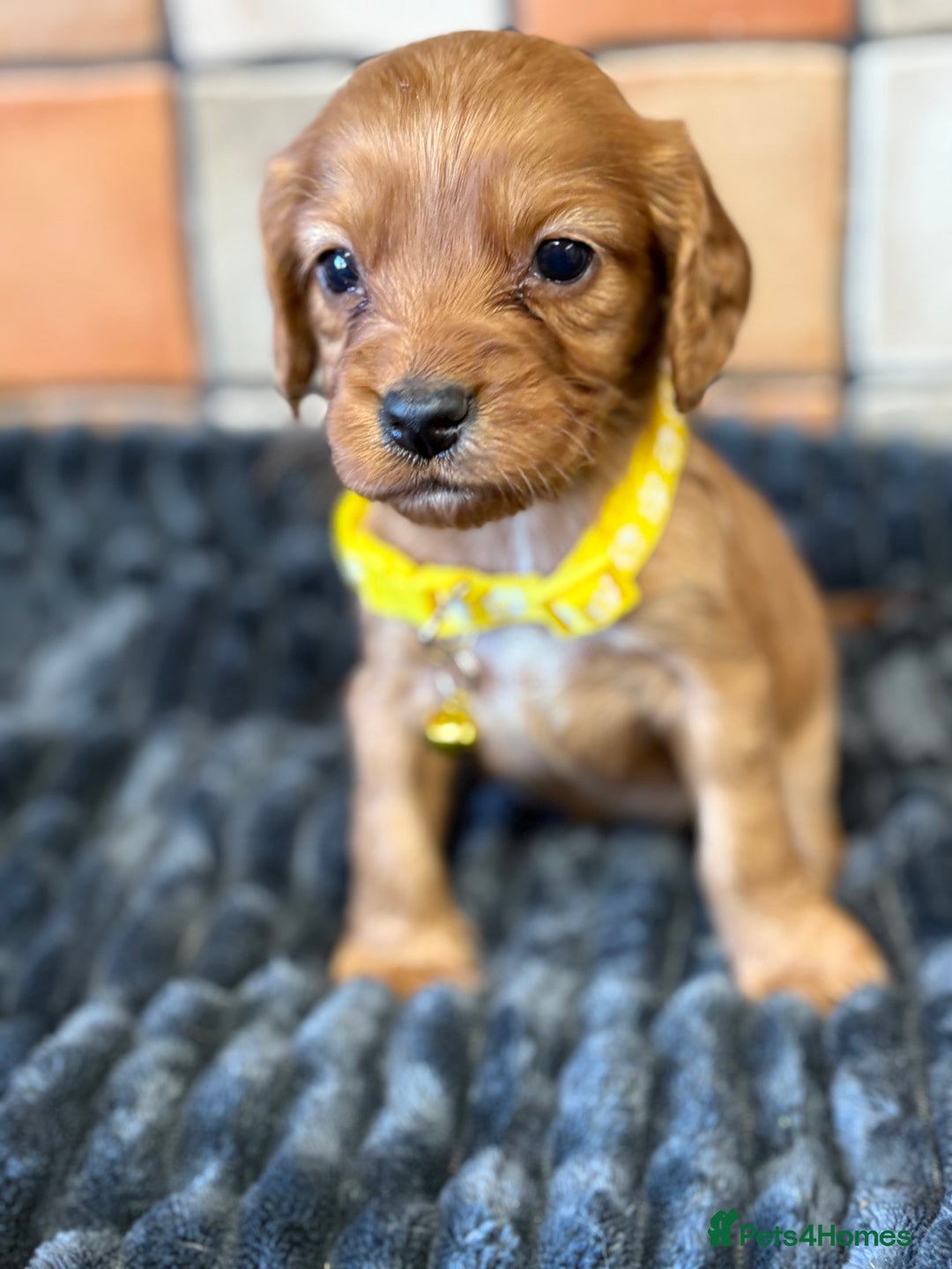 Cocker Spaniel dogs for sale: Golden Cocker spaniel puppies working bred  - Advert 5