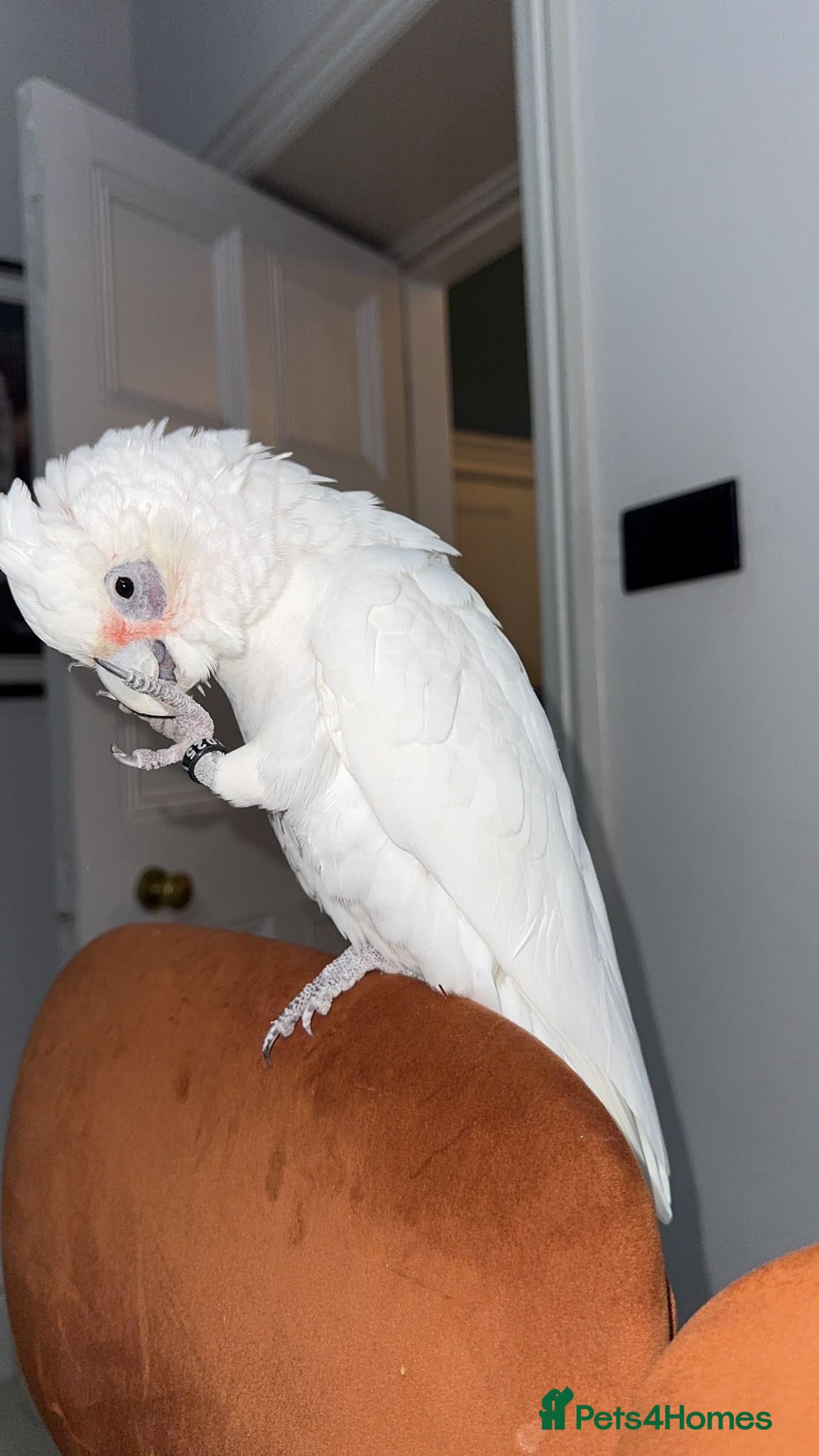 Cockatoo birds Hand reared bare eyed cockatoo - Advert 2