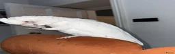 Cockatoo birds for sale: Hand reared bare eyed cockatoo - Advert 1