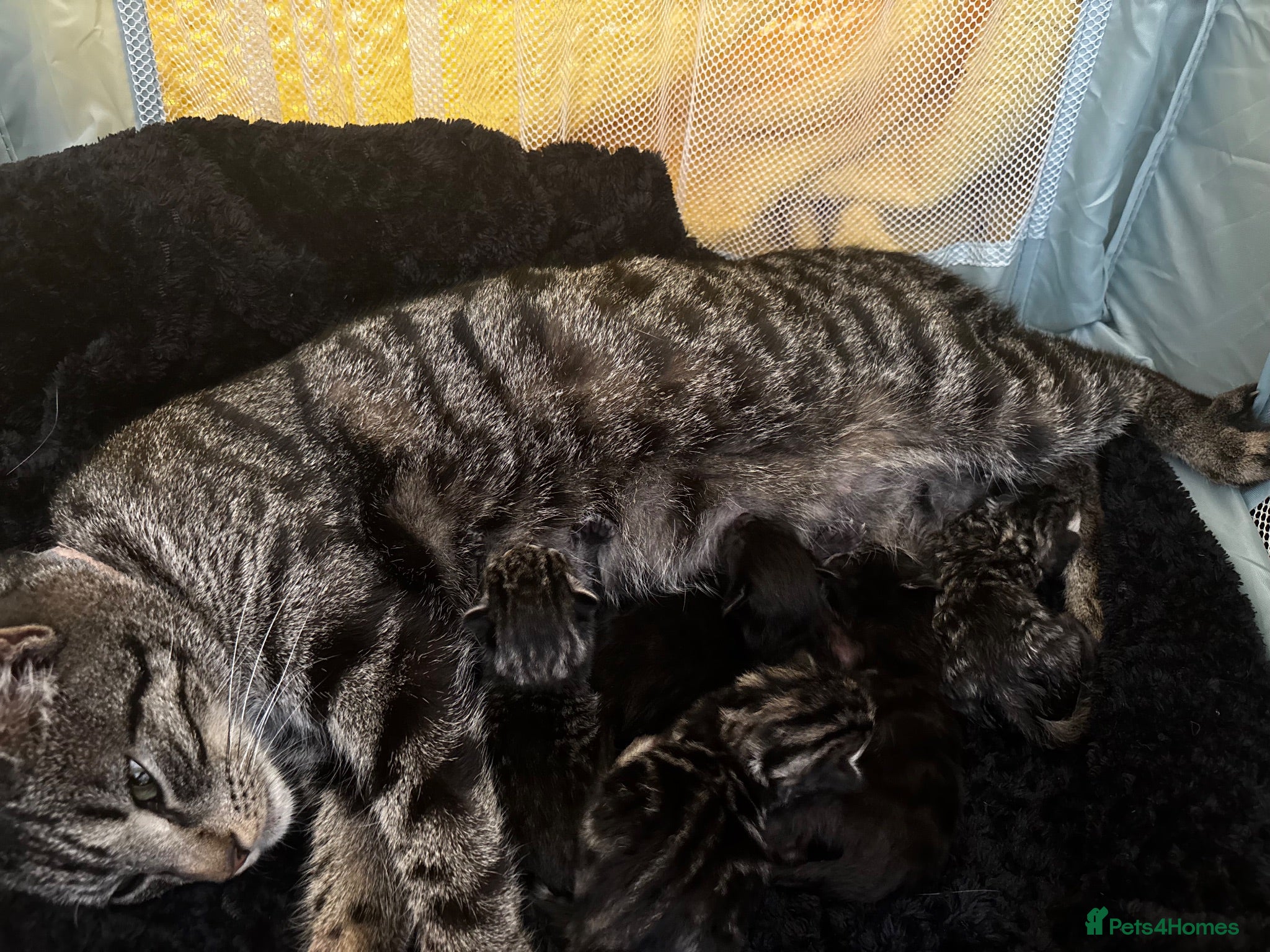 Domestic Shorthair cats 3 Kittens Ready Oct 4th - WR12 - Advert 2